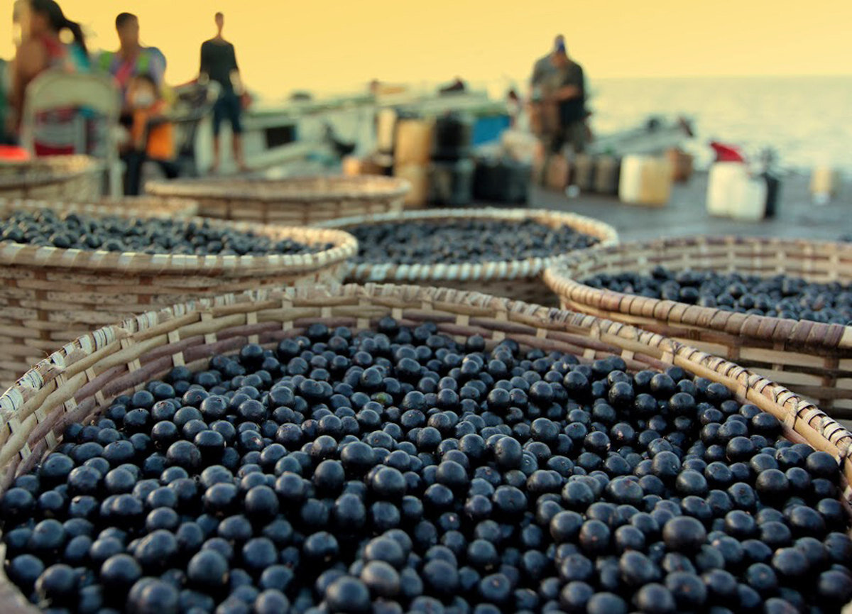 Benefícios do açaí para a saúde