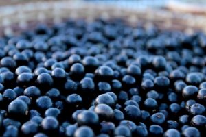 Sustentabilidade: entenda por que é tão importante que ela faça parte dos processos de produção do açaí