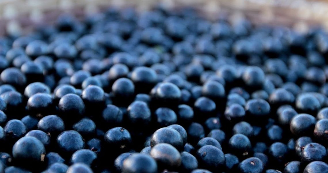 Sustentabilidade: entenda por que é tão importante que ela faça parte dos processos de produção do açaí