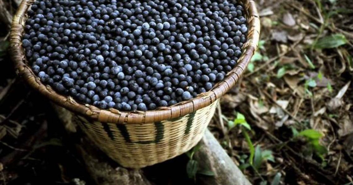 Você sabia que o Brasil é um dos maiores produtores de açaí do mundo?